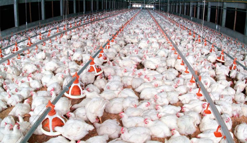 إنفلونزا الطيور تتسبب باعدام 12.3 مليون دجاجة في ايران