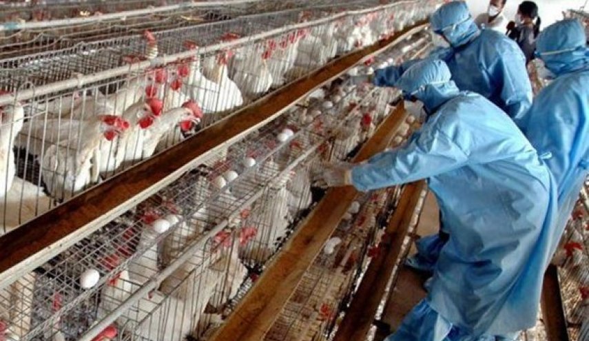 اعدام 14 مليون دجاجة بسبب انفلونزا الطيور في ايران