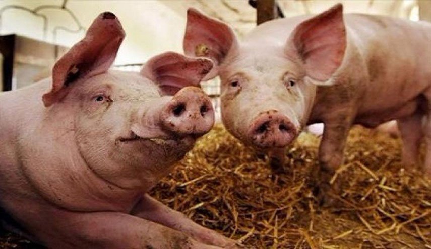 Оваа земја свинското месо го прави задолжителен оброк во училиштата!! - Канал вести Ал-Алам