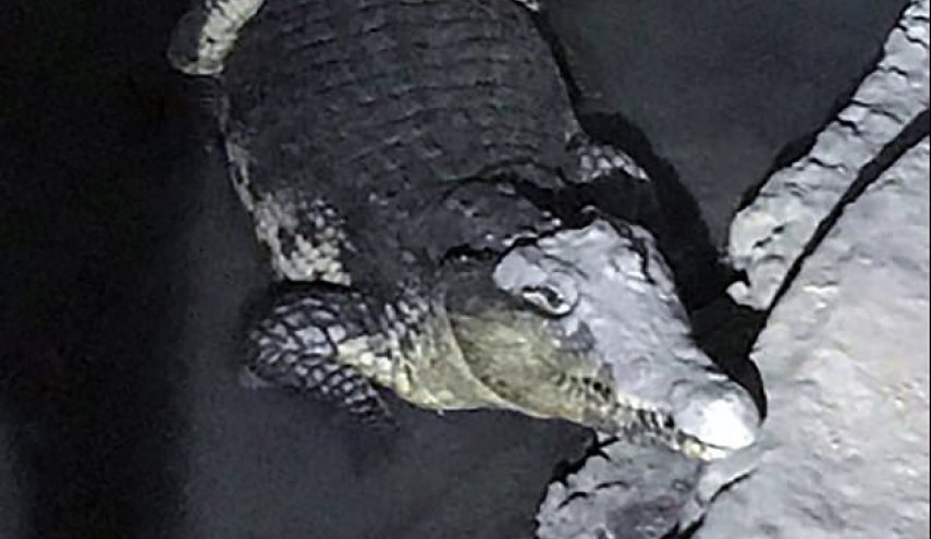Russian police face the unexpected: crocodile in basement

