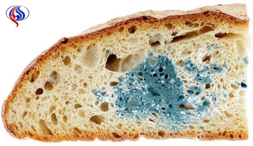 ارتباط کپک نان با سرطان کبد/ زمان طلایی برای نگه‌داشتن نان در فریزر