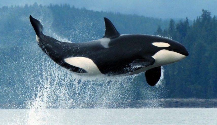 نهنگ قاتل می تواند صدای انسان را تقلید کند