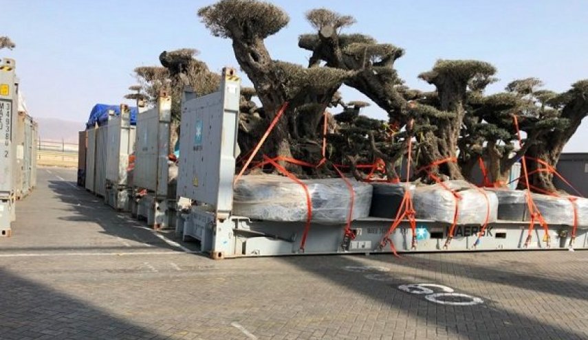 درخت دزدی امارات از یمن