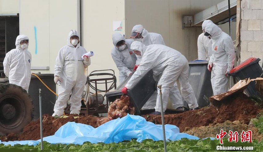 الصين تسجل أول إصابة بالسلالة إتش7إن4 من فيروس إنفلونزا الطيور