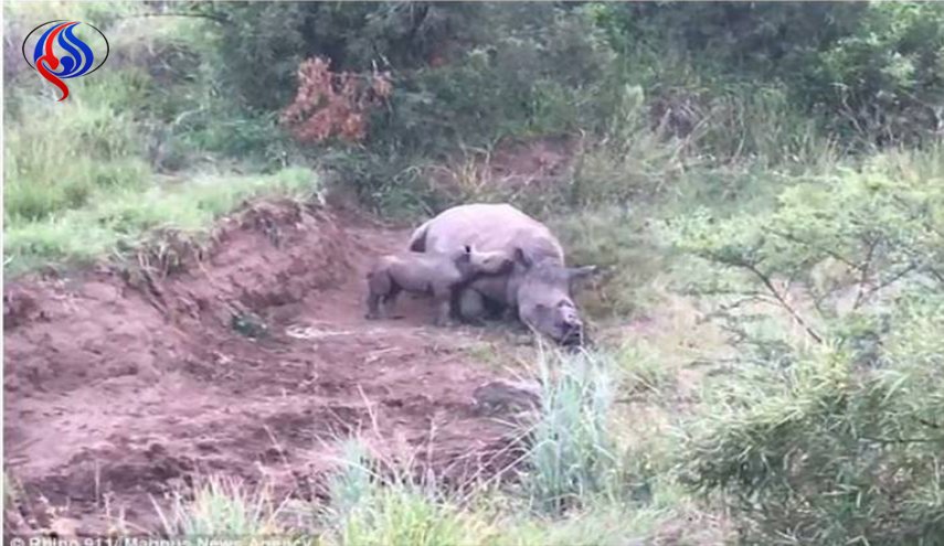 صور مؤثرة لصغير وحيد القرن يحاول الرضاعة من والدته المقتولة 