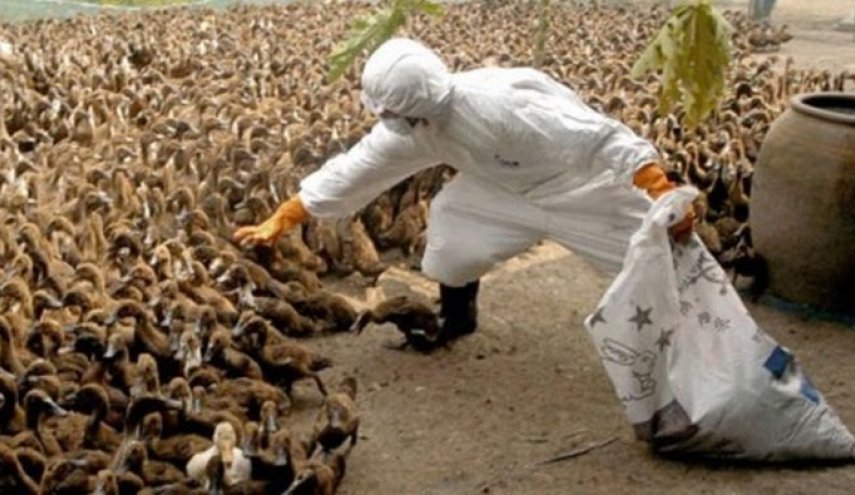 کشور در آستانه شیوع آنفلوآنزای جدید مرغی