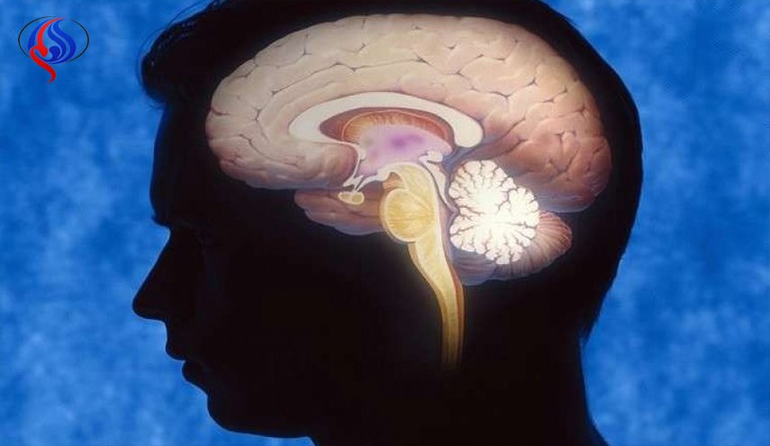الدماغ البشري يصاب بالشيخوخة بدءا من سن الـ25