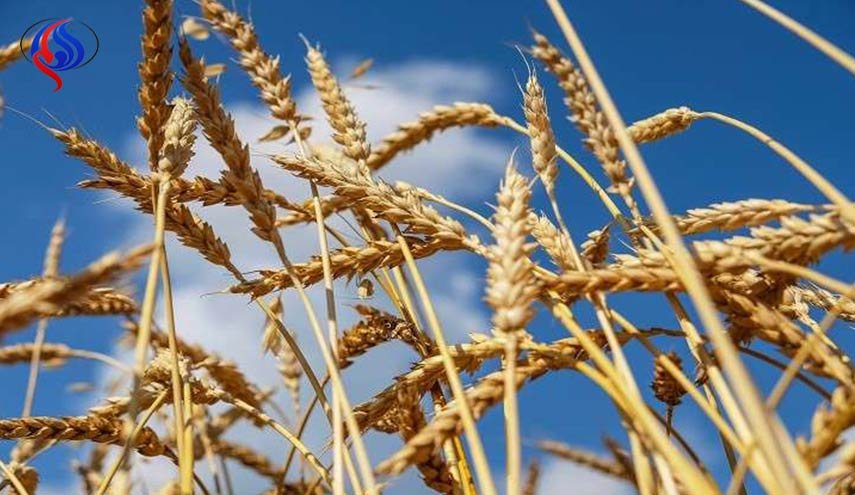 مذكرة روسية إيرانية كازاخستانية لتسهيل تجارة القمح