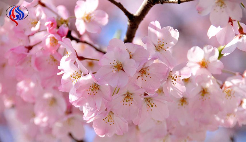 زهور الكرز تزيد الطاقة الإيجابية في الربيع!!