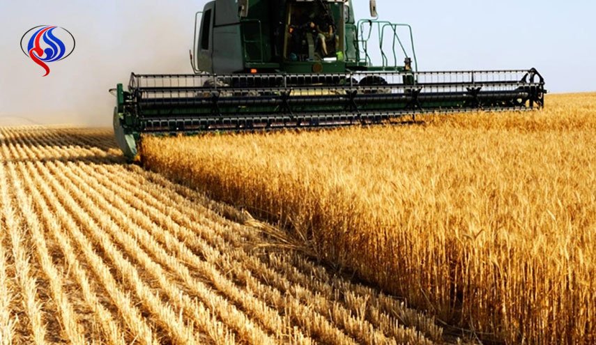 خرید تضمینی گندم از فردا آغاز می شود/ پیش بینی خرید 10.5 میلیون تن گندم