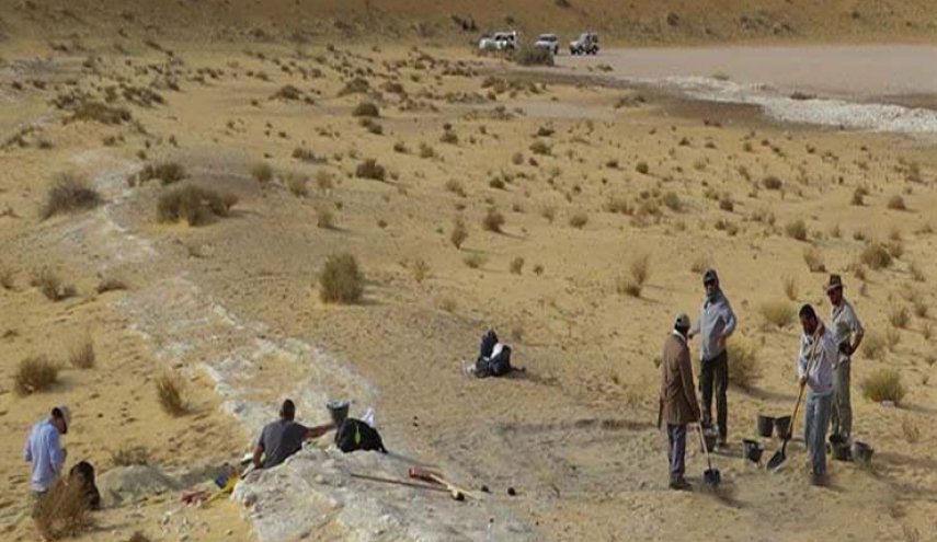  العثور على أول اكتشاف أحفوري للإنسان العاقل في السعودية