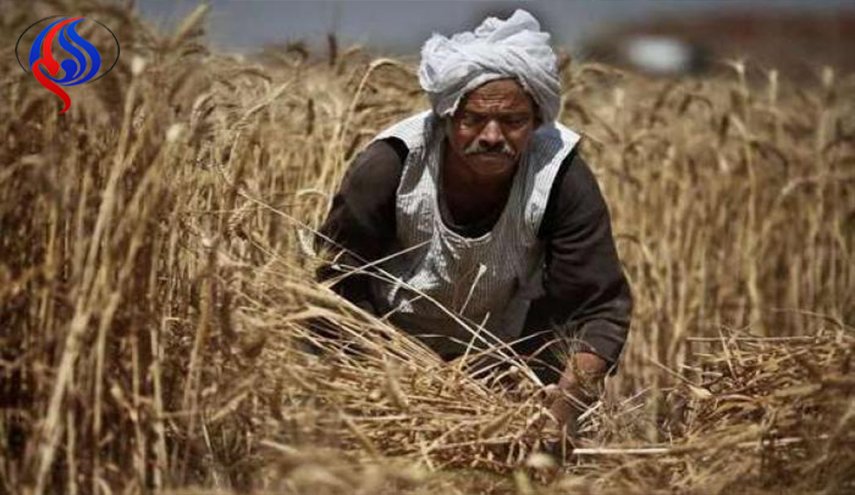 مصر تشتري 45% من القمح المحلي المستهدف للموسم الحالي