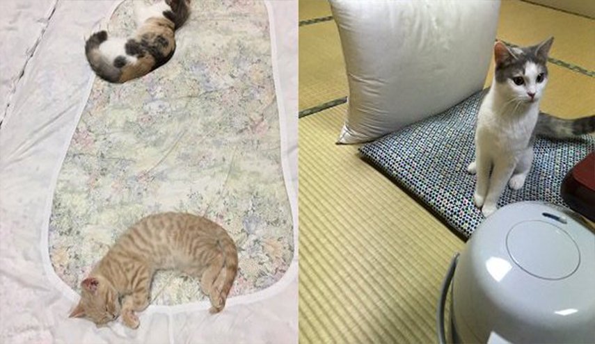فندق ياباني يكسب أرباحا طائلة لخدمة تأجير القطط