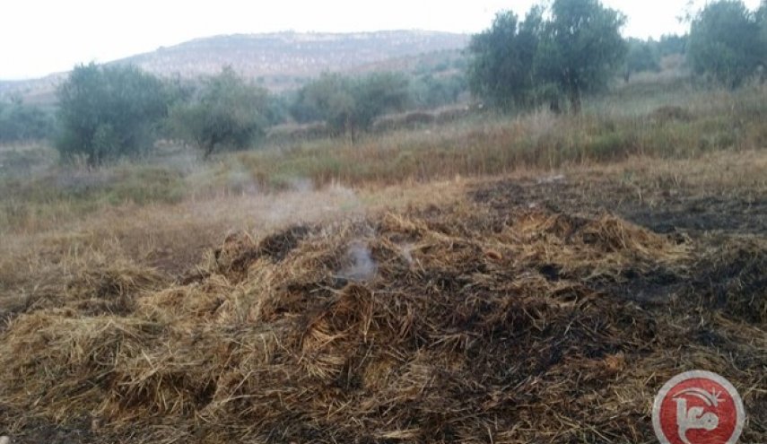 مستوطنون يحرقون اراض زراعية جنوب نابلس