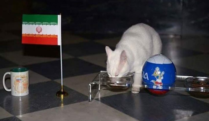 القط أخيل يتوقع الفائز في مواجهة إيران والمغرب اليوم
