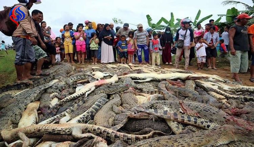 قتلوا 292 تمساحا انتقاما لصديقهم