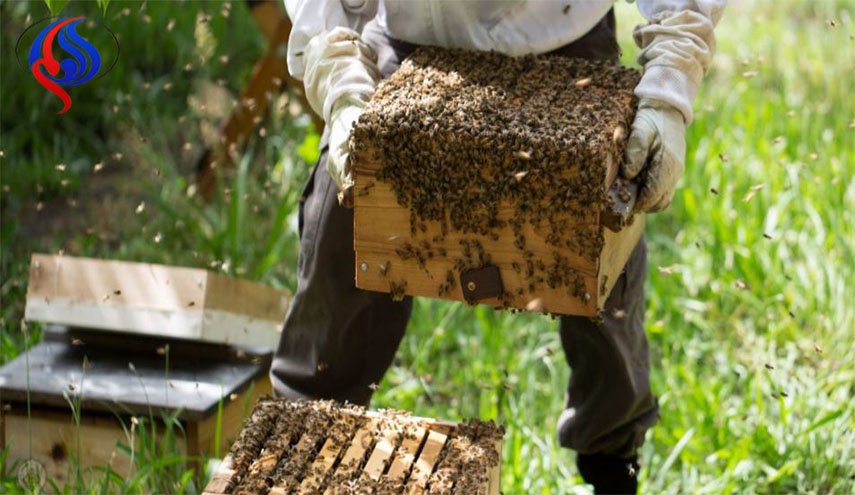 قياس نسبة التلوث بالجو باستعانة النحل!