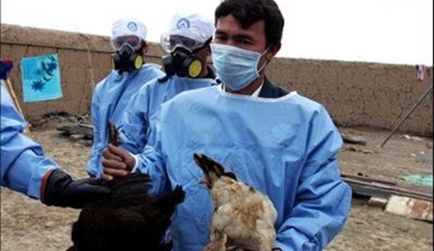 ايران تعلن انخفاض مستوى انفلونزا الطيور في البلاد