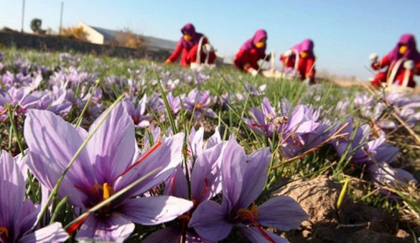 إيران تتوقع حصاد 400 طن من الزعفران