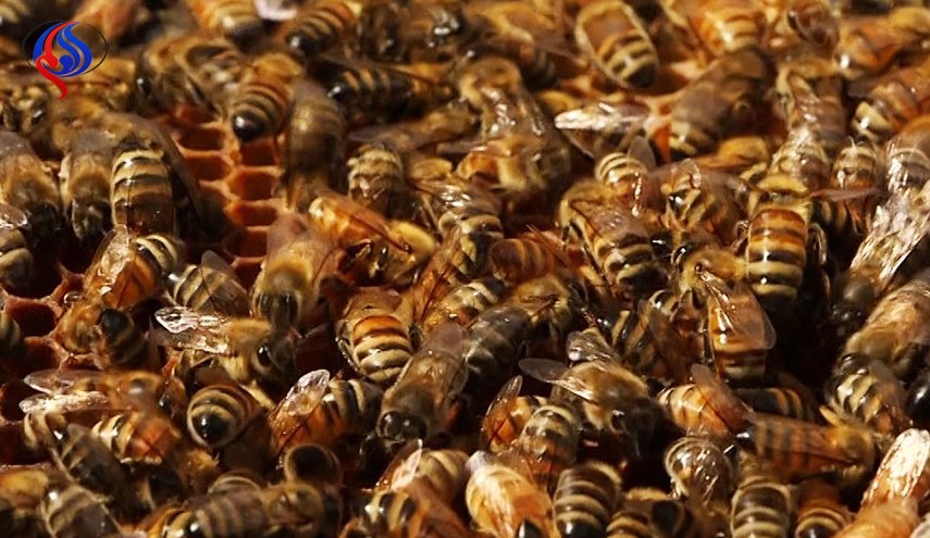 عربة طعام تتعرض لهجوم عنيف من قبل سرب من النحل في نيويورك + صور