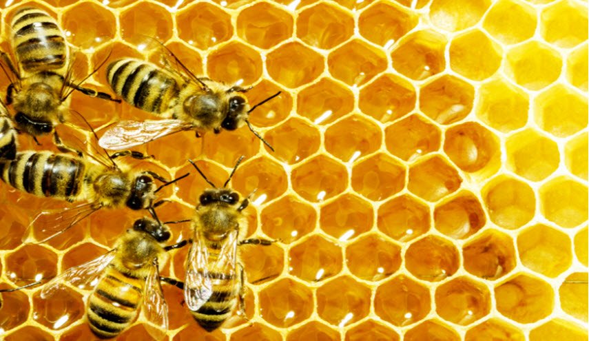 سم النحل علاج فعال لهذا المرض!