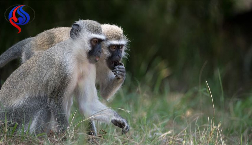 مرض فتاك يترك توشهات جلدية انتقل من القرد للانسان