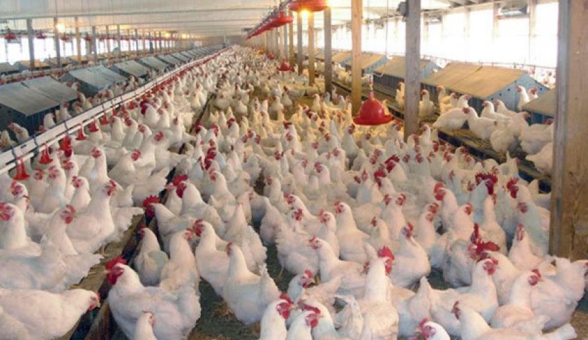 ايران ضمن الدول العشرالاولى بانتاج البيض والدجاج