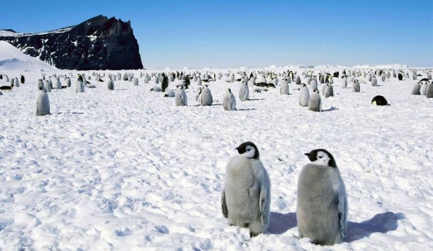 لماذا يتم خلع ضرس العقل واستئصال الزائدة قبل السفر لـ القطب الجنوبي؟