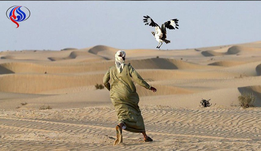 شکار پرنده نادر «هوبره»؛ تفریح شیوخ عرب در قزاقستان