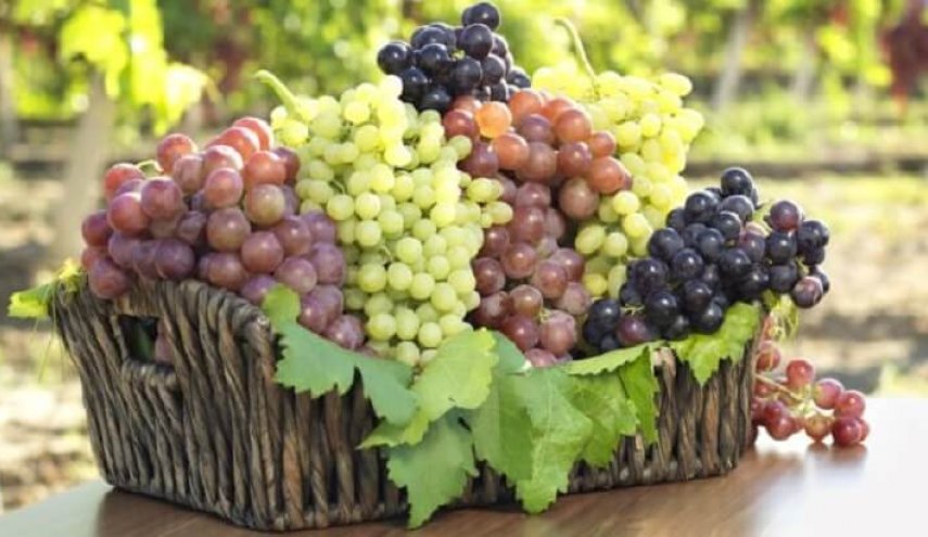 ” العنب ” يساعد في العلاج من مرض خطير!
