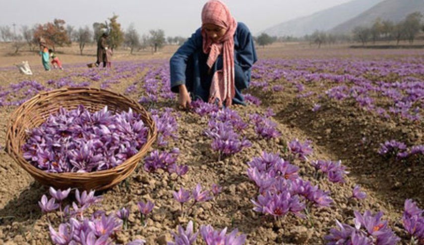 زعفران گناباد به عنوان میراث کشاورزی جهانی در فائو ثبت شد