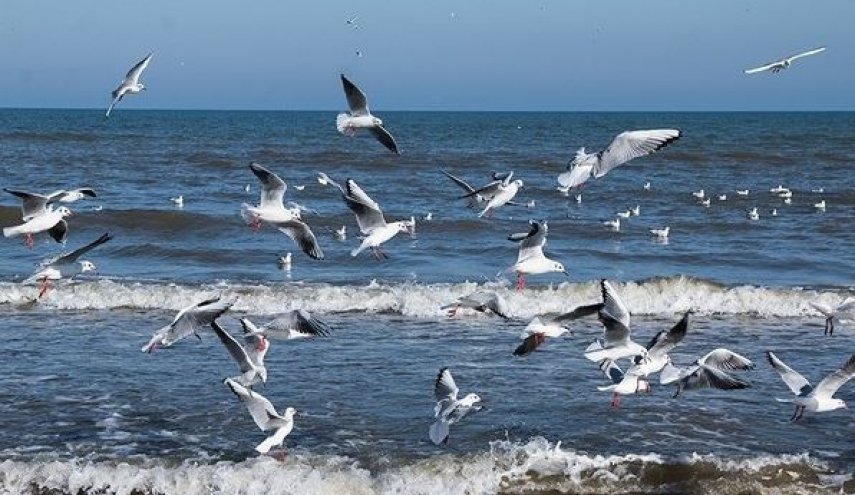 هجرة طيور النورس الى سواحل بحر قزوين قناة العالم الاخبارية