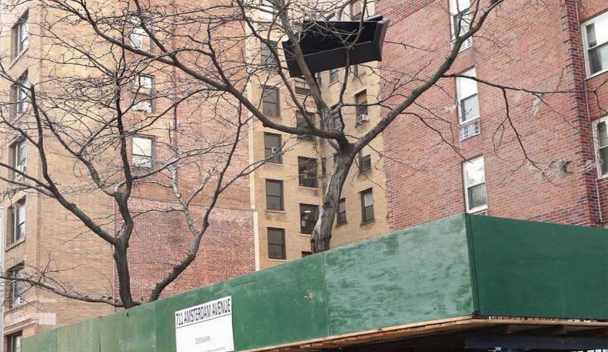 أريكة فوق شجرة تثير دهشة المشاهدين في نيويورك