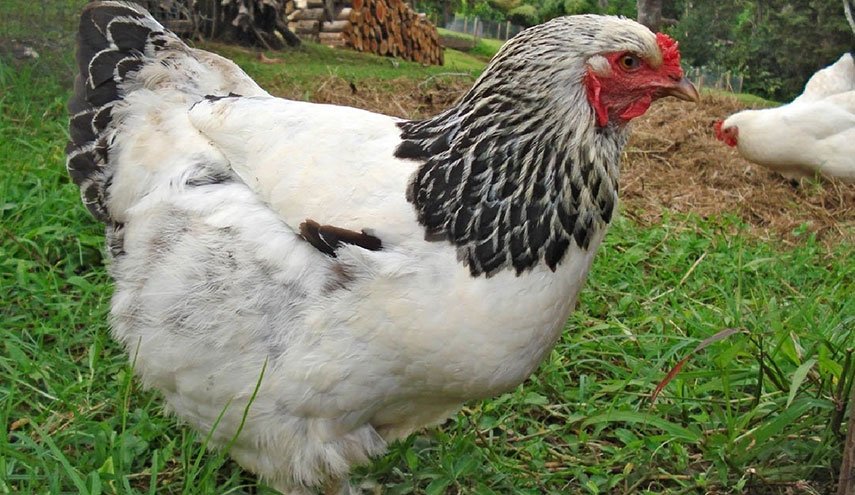 هذا الدجاج يضع بيضا يعالج السرطان!