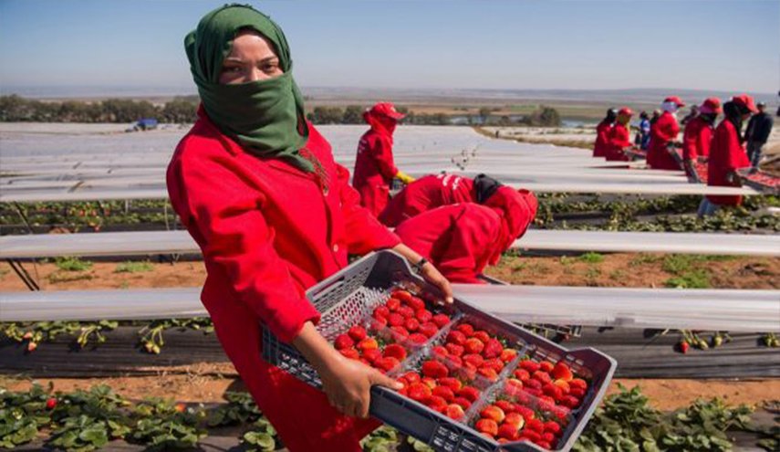  المغرب يعلن إجراءات لمواكبة العاملات الموسميات في اسبانيا