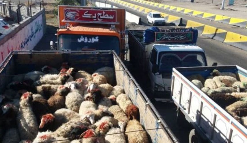 نماینده مجلس: عربستان به برخی پول داده که دام‌ را از داخل کشور خریده و خارج کنند