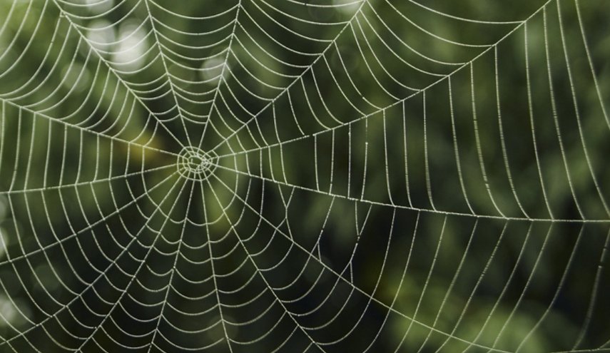 کشف فسیل عنکبوت ۱۱۳میلیون ساله + عکس