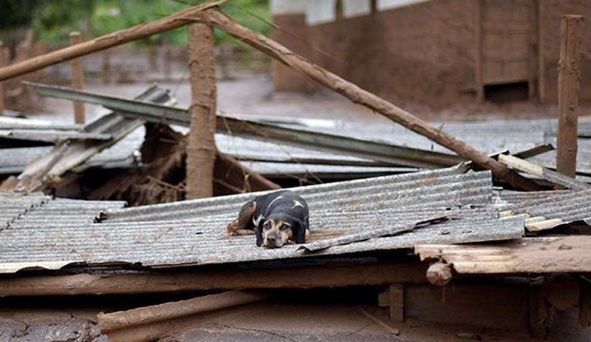 عکس | نجات حیوانات گرفتار سیل در آق‌قلا