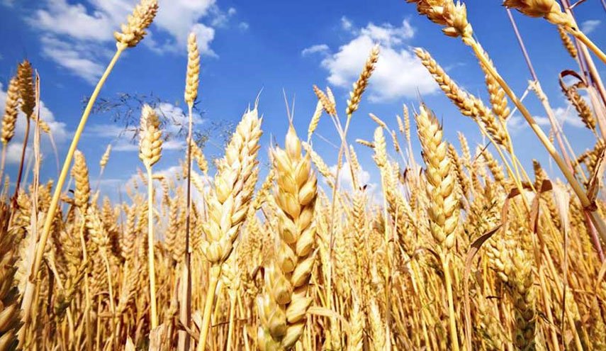 ۱۴ میلیون تن گندم امسال در کشور تولید می شود