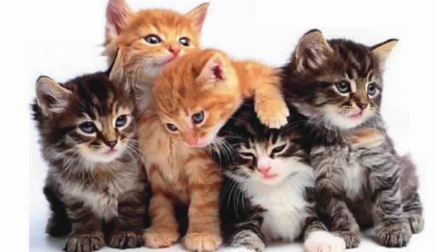 قرار السلطات الاسترالية لتسميم مليوني قطة!