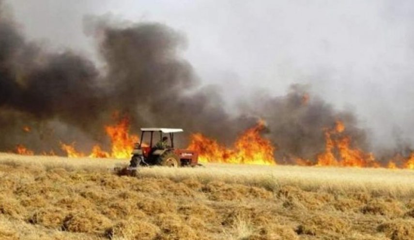 العراق.. احصائية تكشف 80 %من حرائق الحنطة بديالي مفتعلة
