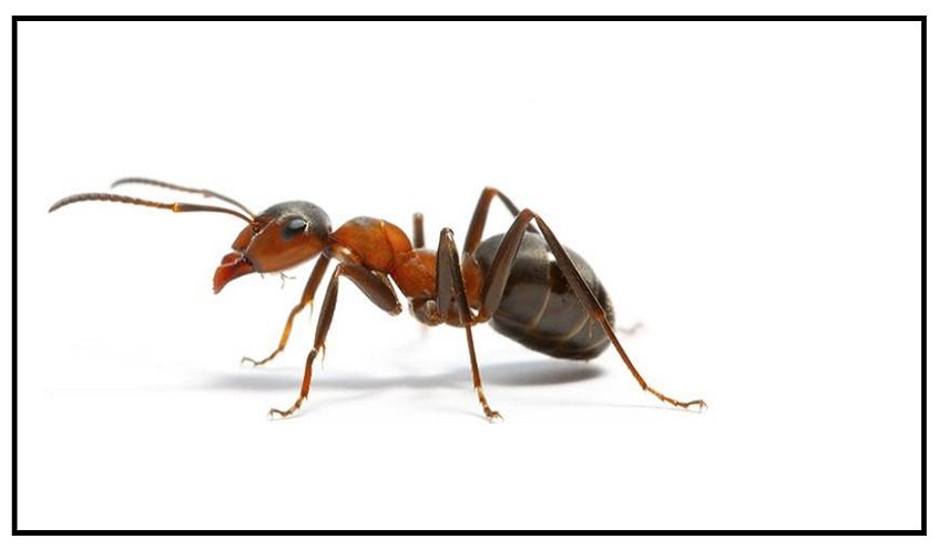 4 وسائل طبيعية للتخلص من النمل في المنزل
