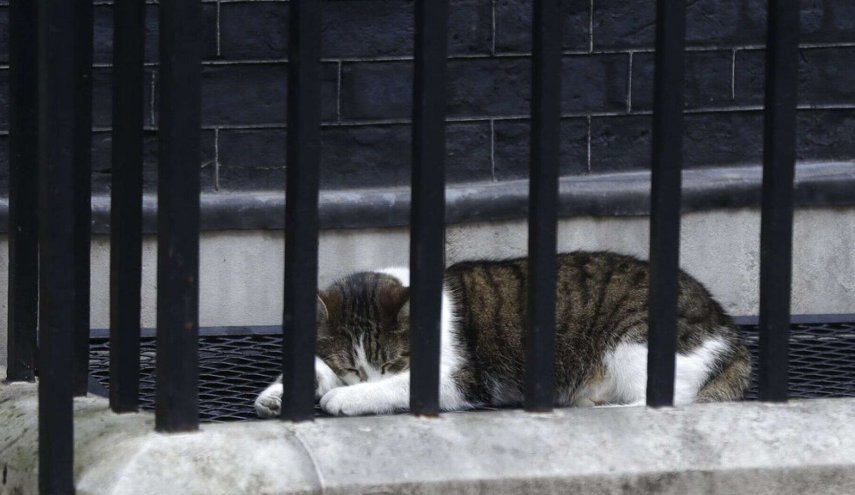لَری، گربه موشگیر اعظم انگلیس، ترامپ را در لندن به دردسر انداخت + تصاویر