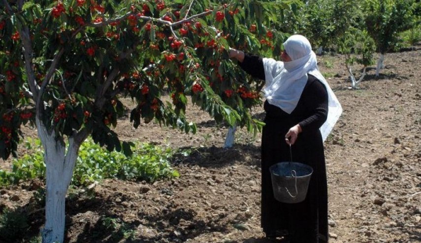 الكرز السوري على المائدة الروسية