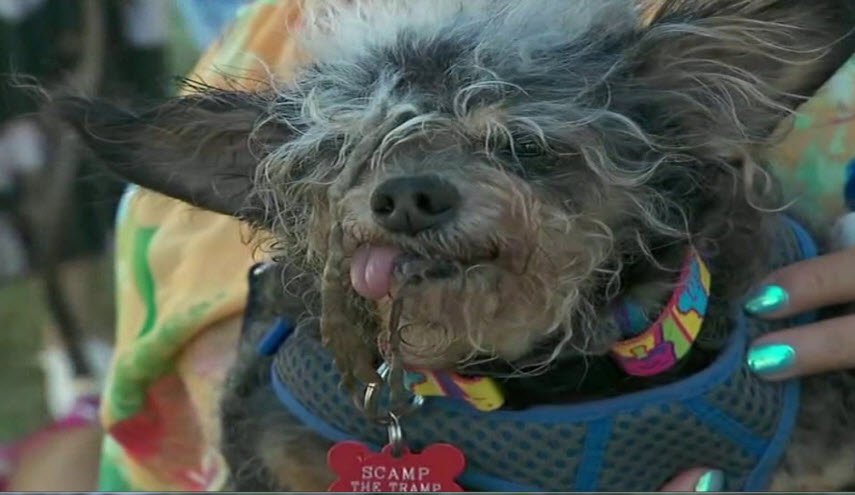 'سكامب ترامب' يفوز بجائزة أقبح كلب في العالم