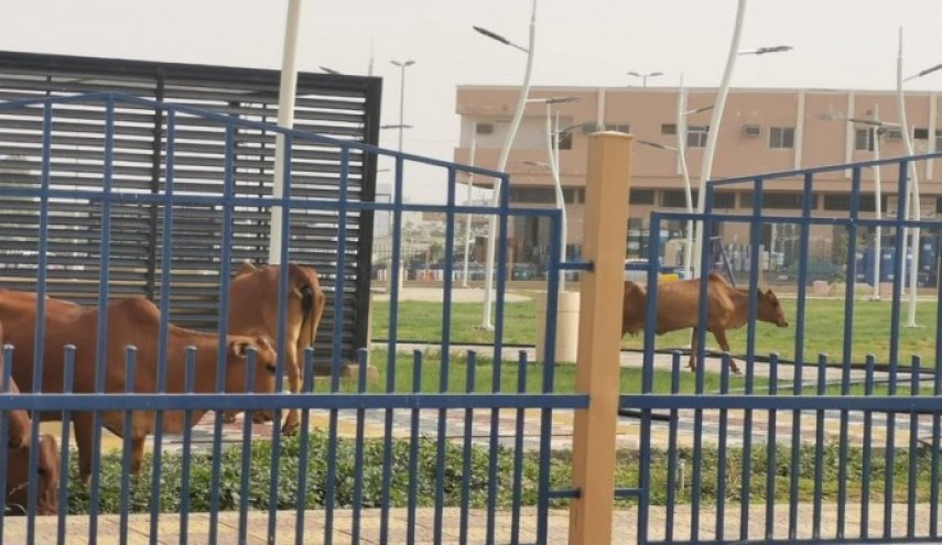 صورة/ أبقار تتلف ممتلكات عامة بالسعودية