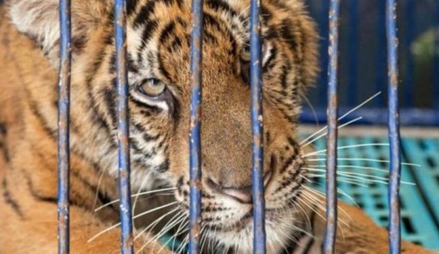 تقرير يكشف معاناة الأسود والنمور قبل قتلها