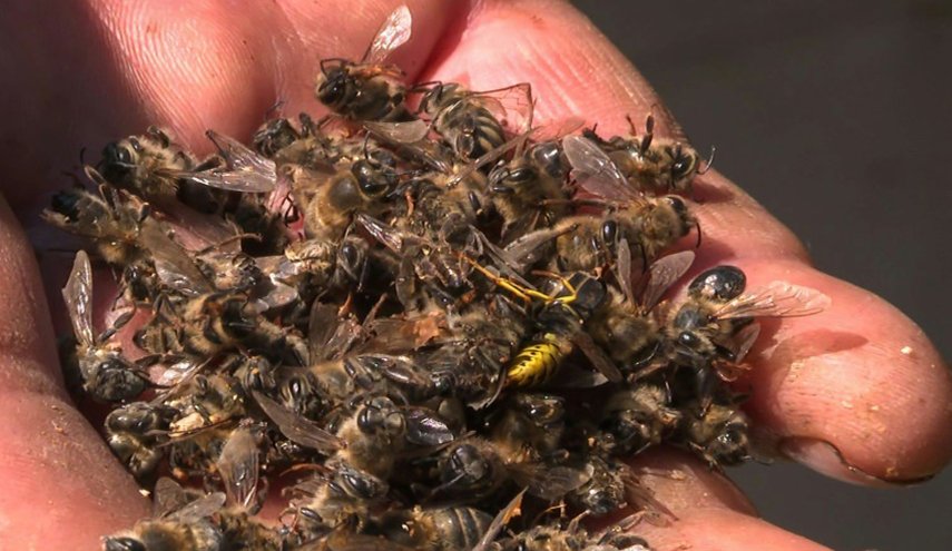الكشف عن سبب اختفاء النحل في روسيا