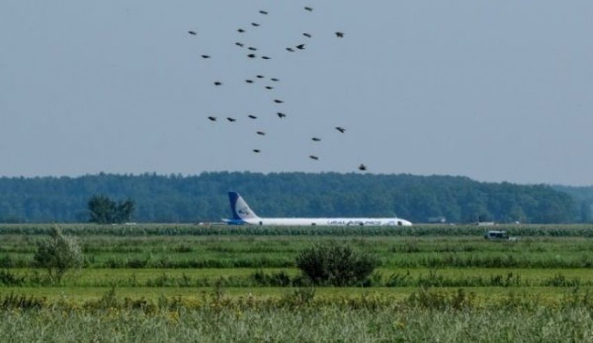 نقاشات ساخنة في روسيا حول إبعاد الطيور عن المطارات