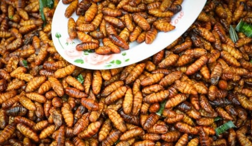 بالصور... افتتاح أول مطعم بجنوب أفريقيا يقدم وجبات من الحشرات فقط